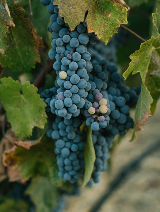 Image d'une grappe de raisin accrochée à sa vigne